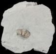 Bargain Enrolled Flexicalymene Trilobite - Ohio #47312-1
